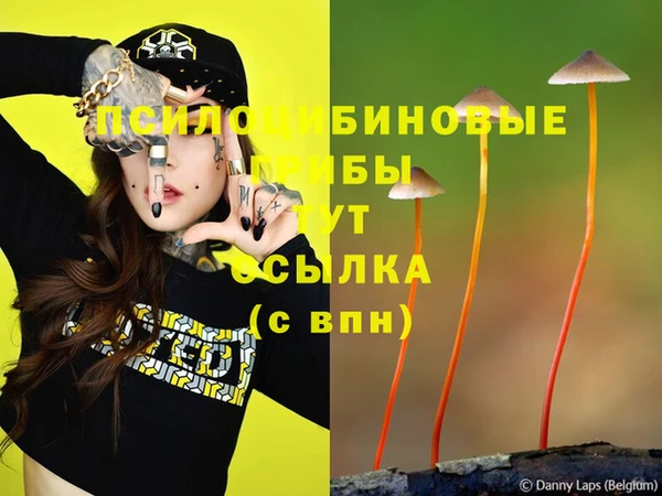 крисы Абаза